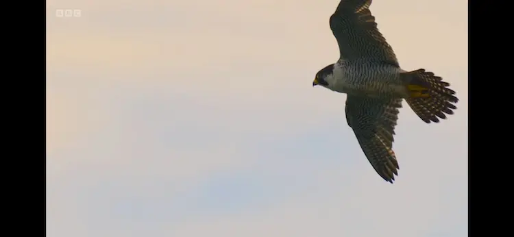 Peregrine falcon (Falco peregrinus peregrinus) as shown in Wild Isles - Freshwater
